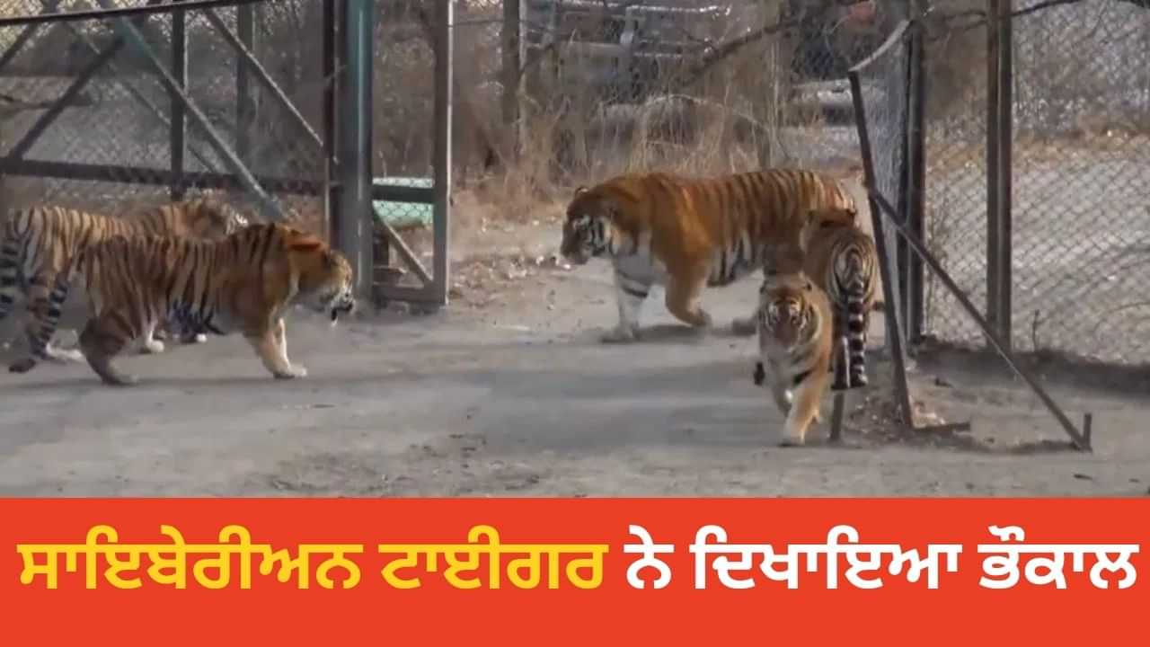 Siberian ਟਾਈਗਰ ਬੰਗਾਲ ਟਾਈਗਰ ਦੇ ਘੇਰੇ ਵਿੱਚ ਹੋਇਆ ਦਾਖਲ, ਦੇਖਣ ਯੋਗ ਹੈ ਭੌਕਾਲ Siberian ਟਾਈਗਰ ਬੰਗਾਲ ਟਾਈਗਰ ਦੇ ਘੇਰੇ ਵਿੱਚ ਹੋਇਆ ਦਾਖਲ, ਦੇਖਣ ਯੋਗ ਹੈ ਭੌਕਾਲ