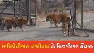Siberian ਟਾਈਗਰ ਬੰਗਾਲ ਟਾਈਗਰ ਦੇ ਘੇਰੇ ਵਿੱਚ ਹੋਇਆ ਦਾਖਲ, ਦੇਖਣ ਯੋਗ ਹੈ ਭੌਕਾਲ Siberian ਟਾਈਗਰ ਬੰਗਾਲ ਟਾਈਗਰ ਦੇ ਘੇਰੇ ਵਿੱਚ ਹੋਇਆ ਦਾਖਲ, ਦੇਖਣ ਯੋਗ ਹੈ ਭੌਕਾਲ