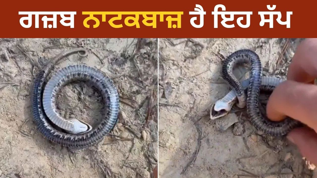 ਅਜਿਹਾ ਨਾਟਕਬਾਜ ਸੱਪ ਦੇਖਿਆ ਹੈ ਕਦੇ? ਵੀਡਿਓ ਵਿਚ ਦੇਖੋ ਕਿਵੇਂ ਕਰ ਰਿਹਾ ਹੈ ਮਰਨ ਦੀ Acting