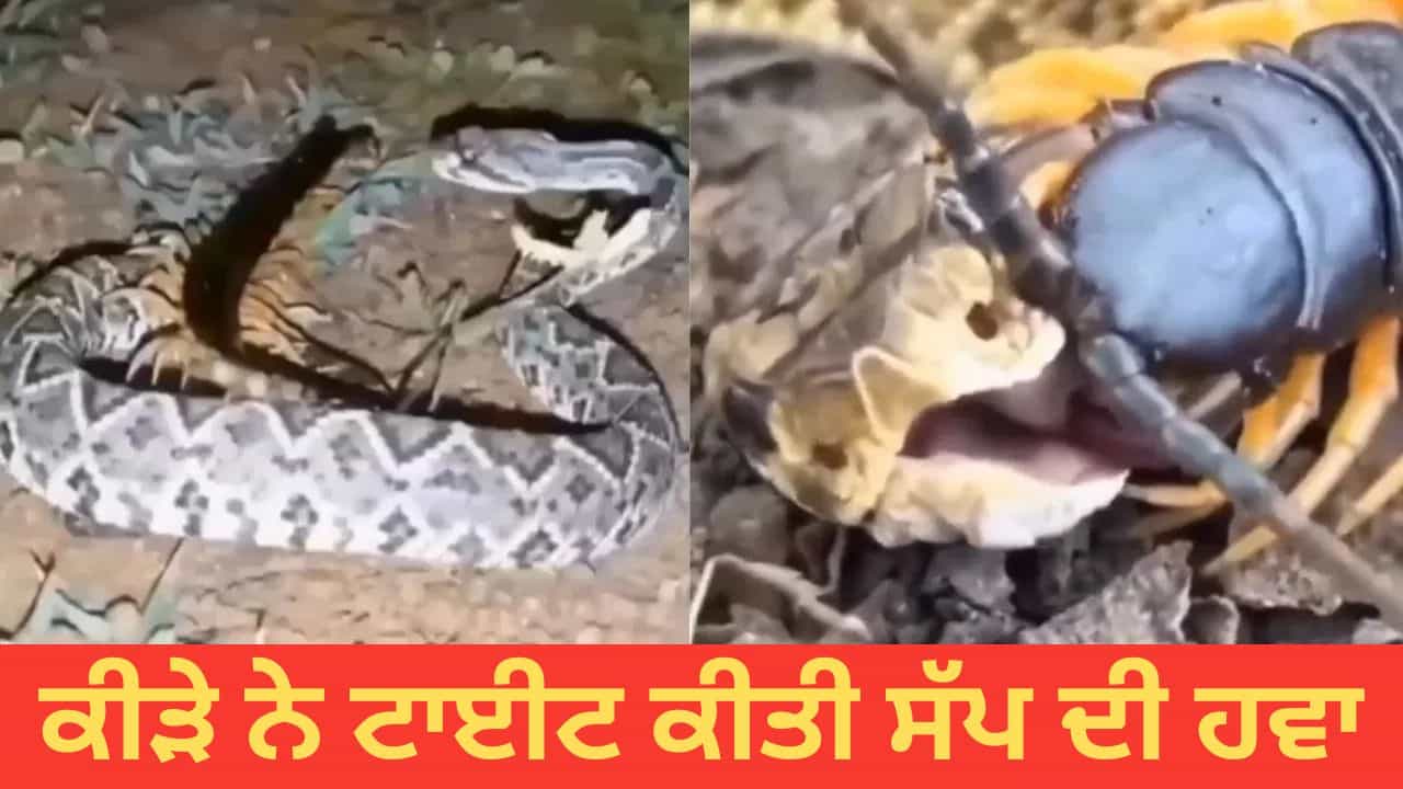Shocking Video: ਖ਼ਤਰਨਾਕ ਸੱਪ ਤੇ ਭਾਰੀ ਪਿਆ ਇਹ ਛੋਟਾ ਜਿਹਾ ਕੀੜਾ, ਕਰ ਦਿੱਤੀ ਹਾਲਤ ਖਰਾਬ, ਰੂਹ ਕੰਬਾਉਣ ਵਾਲਾ Video ਵਾਇਰਲ Shocking Video: ਖ਼ਤਰਨਾਕ ਸੱਪ ਤੇ ਭਾਰੀ ਪਿਆ ਇਹ ਛੋਟਾ ਜਿਹਾ ਕੀੜਾ, ਕਰ ਦਿੱਤੀ ਹਾਲਤ ਖਰਾਬ, ਰੂਹ ਕੰਬਾਉਣ ਵਾਲਾ Video ਵਾਇਰਲ