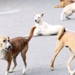 ਲੁਧਿਆਣਾ: ਇੱਕ ਹੀ ਪਰਿਵਾਰ ਦੇ 7 ਮੈਂਬਰਾਂ ‘ਚ ਰੇਬੀਜ਼ ਦੇ ਲੱਛਣ, ਪੀਜੀਆਈ ਕੀਤਾ ਗਿਆ ਰੈਫਰ