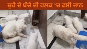 6 ਬਿੱਲੀਆਂ ਦੇ ਵਿਚਕਾਰ ਫਸੀਆਂ ਚੂਹੇ ਦਾ ਬੱਚਾ, ਡਰ ਦੇ ਮਾਰੇ ਹਾਲਤ ਹੋਈ ਖਰਾਬ