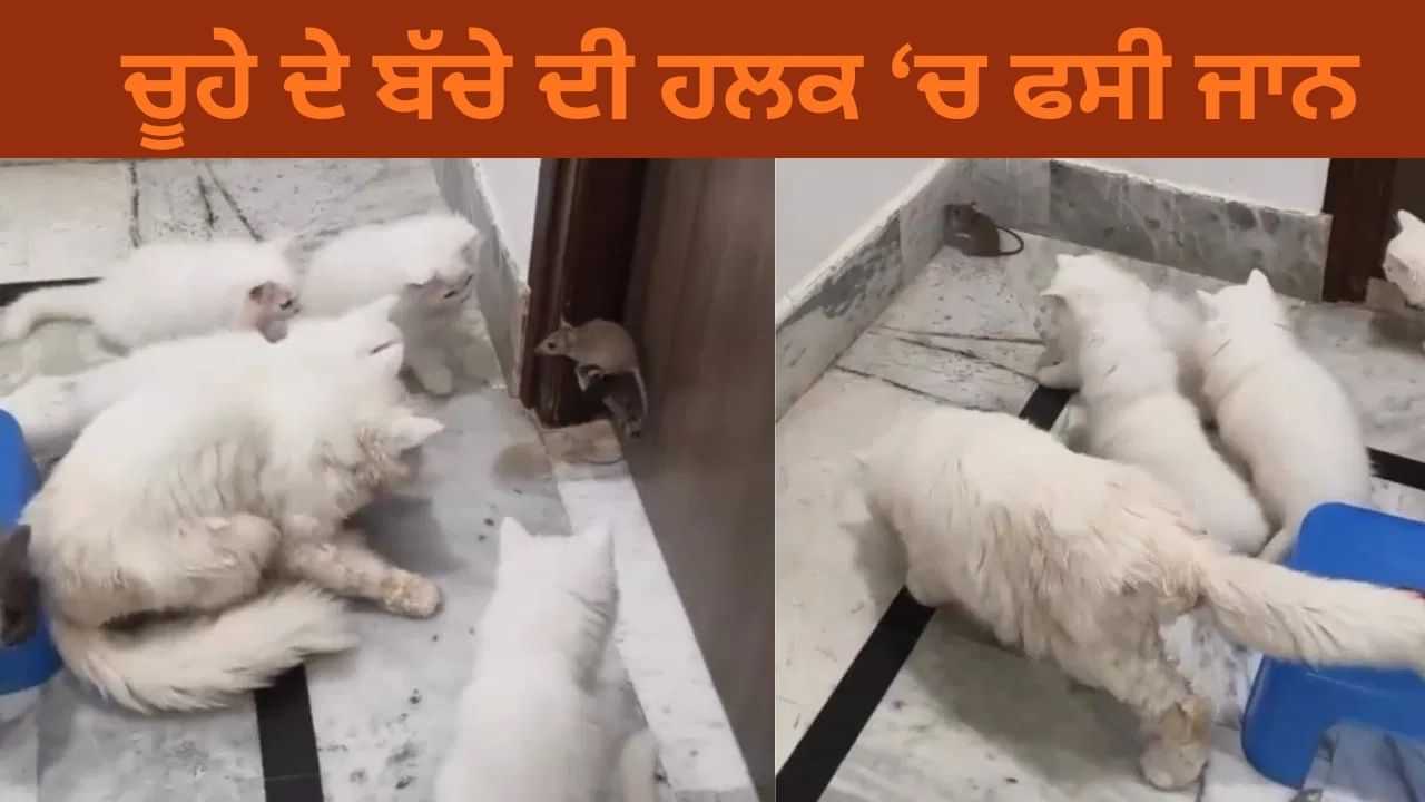 6 ਬਿੱਲੀਆਂ ਦੇ ਵਿਚਕਾਰ ਫਸਿਆ ਚੂਹੇ ਦਾ ਬੱਚਾ, ਡਰ ਦੇ ਮਾਰੇ ਹਾਲਤ ਹੋਈ ਖਰਾਬ, ਵੀਡਿਓ ਵਾਇਰਲ 6 ਬਿੱਲੀਆਂ ਦੇ ਵਿਚਕਾਰ ਫਸਿਆ ਚੂਹੇ ਦਾ ਬੱਚਾ, ਡਰ ਦੇ ਮਾਰੇ ਹਾਲਤ ਹੋਈ ਖਰਾਬ, ਵੀਡਿਓ ਵਾਇਰਲ