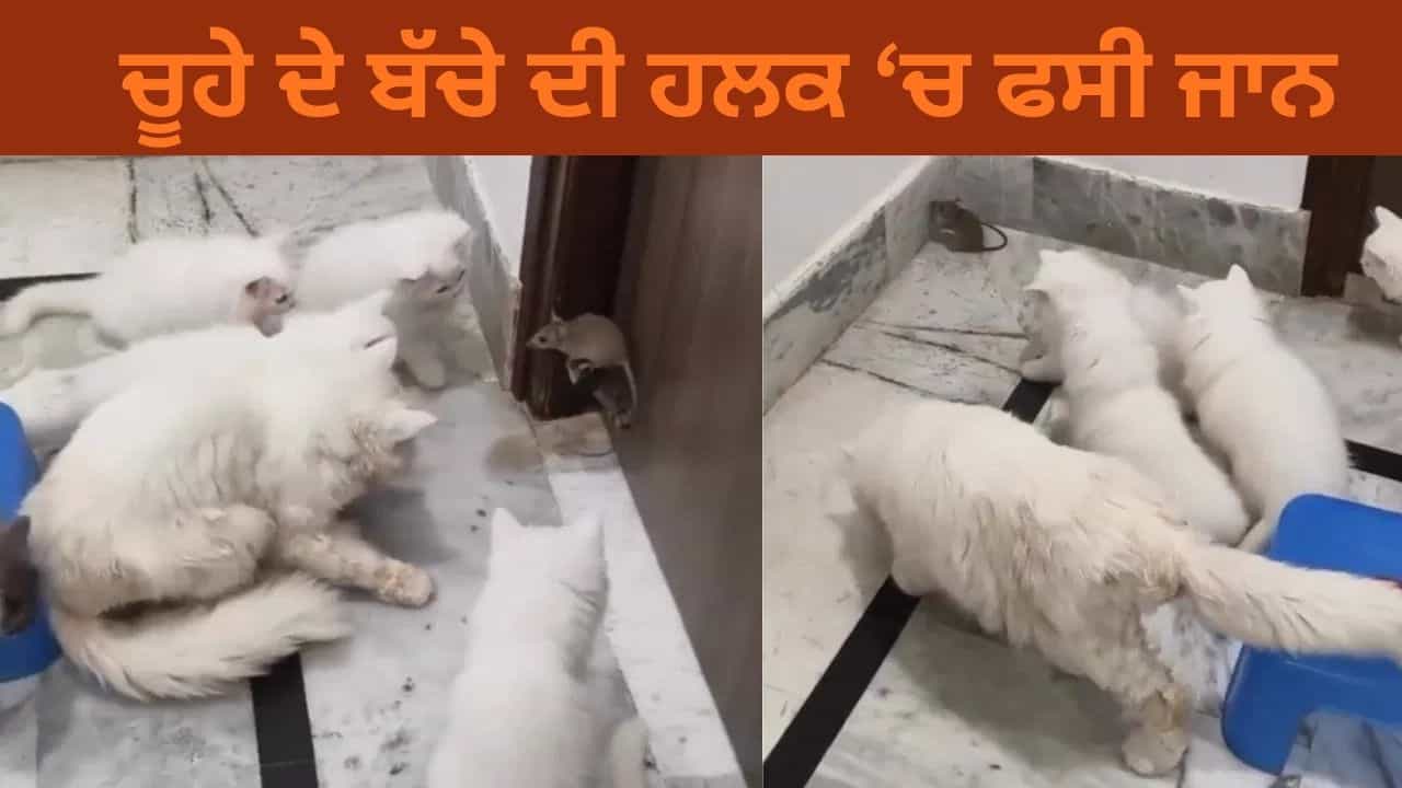 6 ਬਿੱਲੀਆਂ ਦੇ ਵਿਚਕਾਰ ਫਸਿਆ ਚੂਹੇ ਦਾ ਬੱਚਾ, ਡਰ ਦੇ ਮਾਰੇ ਹਾਲਤ ਹੋਈ ਖਰਾਬ, ਵੀਡਿਓ ਵਾਇਰਲ 6 ਬਿੱਲੀਆਂ ਦੇ ਵਿਚਕਾਰ ਫਸਿਆ ਚੂਹੇ ਦਾ ਬੱਚਾ, ਡਰ ਦੇ ਮਾਰੇ ਹਾਲਤ ਹੋਈ ਖਰਾਬ, ਵੀਡਿਓ ਵਾਇਰਲ
