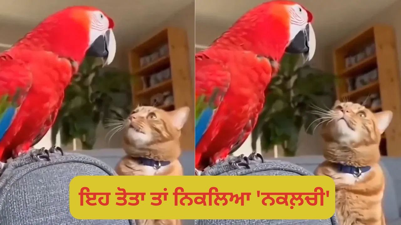 OMG! ਬਿੱਲੀ ਦੀ ਆਵਾਜ਼ ਕੱਢ ਲੈਂਦਾ ਹੈ ਇਹ ਤੋਤਾ, ਯਕੀਨ ਨਾ ਹੋਵੇ ਤਾਂ ਆਪ ਹੀ ਦੇਖੋ ਇਹ Viral Video