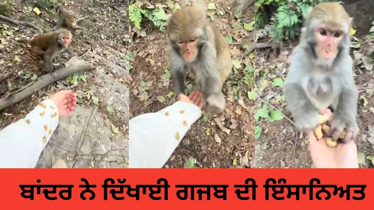 Viral Video: ਕੁੜੀ ਨੇ ਬਾਂਦਰਾਂ ਨਾਲ ਅਜਿਹਾ ਕੀਤਾ, ਹੈਰਾਨ ਹੋਏ ਲੋਕ, ਵੀਡੀਓ ਵਾਇਰਲ