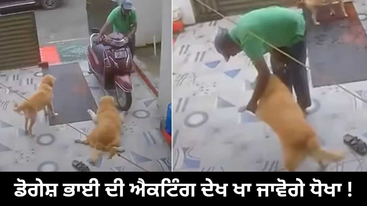 Viral Video: ਡੋਗੇਸ਼ ਭਾਈ ਦੀ ਐਕਟਿੰਗ ਦਾ ਜਵਾਬ ਨਹੀਂ, ਮਾਲਕ ਦੇ ਸਾਹਮਣੇ ਕੀਤਾ ਕੁਝ ਅਜਿਹਾ...ਤੁਸੀਂ ਵੀ ਖਾ ਜਾਵੋਗੇ ਧੋਖਾ!