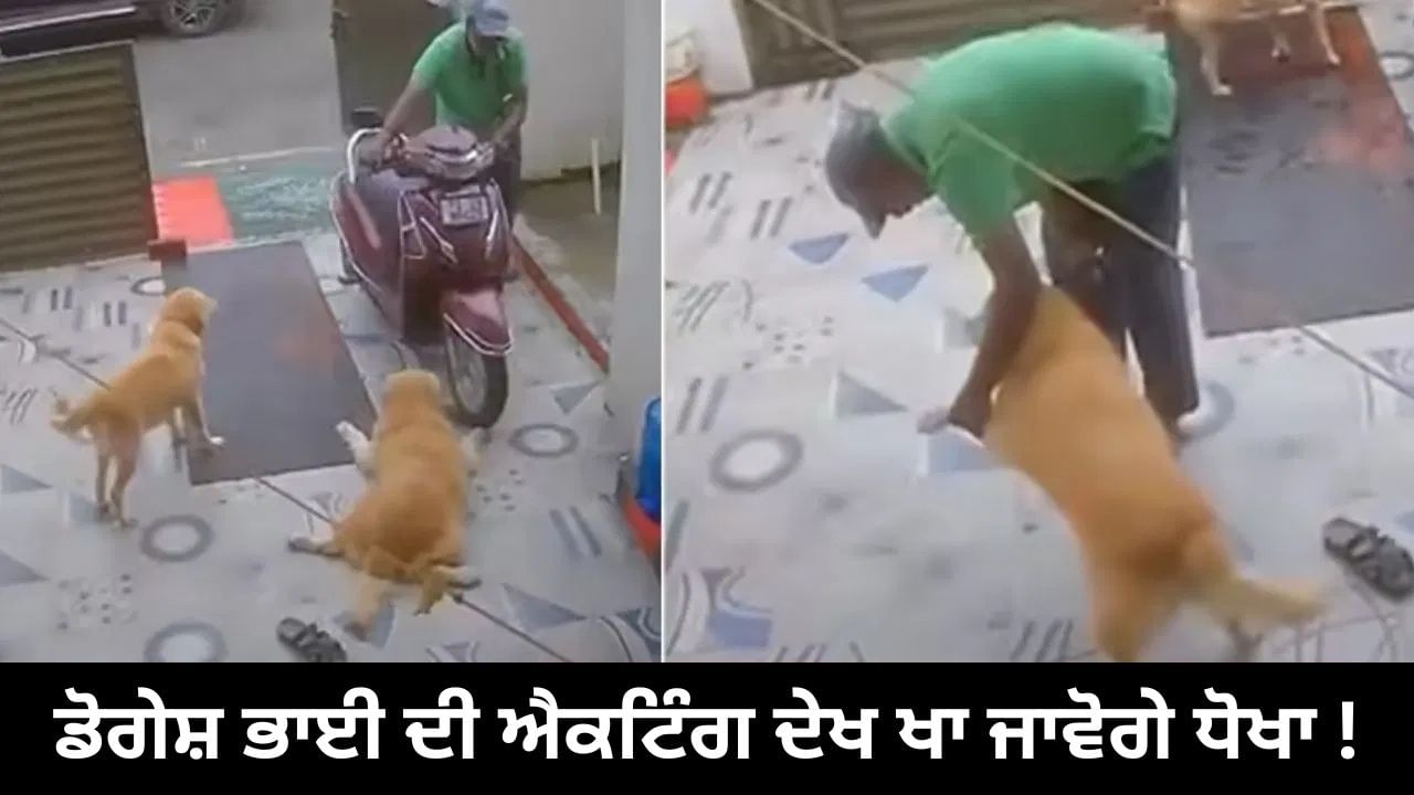 Viral Video: ''ਡੋਗੇਸ਼ ਭਾਈ' ਦੀ ਐਕਟਿੰਗ ਦਾ ਜਵਾਬ ਨਹੀਂ, ਮਾਲਕ ਦੇ ਸਾਹਮਣੇ ਕੀਤਾ ਕੁਝ ਅਜਿਹਾ...ਤੁਸੀਂ ਵੀ ਖਾ ਜਾਵੋਗੇ ਧੋਖਾ!