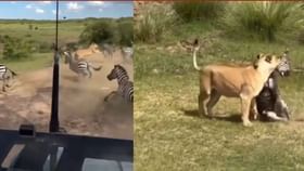 ਜ਼ੈਬਰਾ ਦੇ ਝੁੰਡ 'ਚ ਵੜ੍ਹ ਕੇ ਸ਼ੇਰਨੀ ਨੇ ਕੀਤਾ ਸ਼ਿਕਾਰ, ਖੌਫਨਾਕ VIDEO ਵਾਇਰਲ