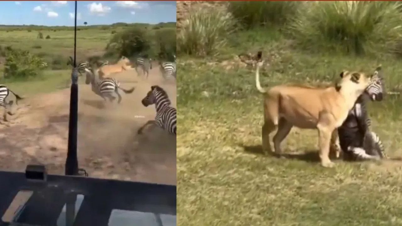 Viral Video: ਜ਼ੈਬਰਾ ਦੇ ਝੁੰਡ ਵਿੱਚ ਵੜ੍ਹ ਕੇ ਸ਼ੇਰਨੀ ਨੇ ਕੀਤਾ ਸ਼ਿਕਾਰ, ਇੰਝ ਹੀ ਨਹੀਂ ਕਹਿੰਦੇ ਜੰਗਲ ਦੀ ਰਾਣੀ, ਵੇਖੋ ਰੂਹ ਕੰਬਾਉਣ ਵਾਲਾ ਵੀਡੀਓ