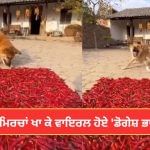 Viral Video: ਕੁੱਤੇ ਨੇ ਮਿਠਾਈ ਸਮਝ ਕੇ ਖਾ ਲਈਆਂ ਲਾਲ ਮਿਰਚਾਂ, ਫਿਰ ਜੋ ਹੋਇਆ, Video ਵੇਖ ਕੇ ਨਹੀਂ ਰੁੱਕੇਗਾ ਹਾਸਾ