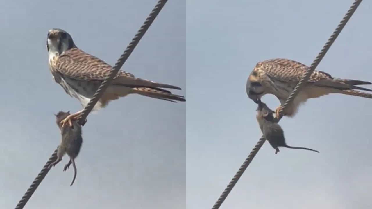 Shocking Video: ਚੂਹੇ ਨੂੰ ਜ਼ਿੰਦਾ ਨੋਚ-ਨੋਚ ਕੇ ਖਾਣ ਲੱਗਾ ਪੰਛੀ, ਹੈਰਾਨ ਕਰ ਦੇਵੇਗਾ ਇਹ ਵੀਡੀਓ Shocking Video: ਚੂਹੇ ਨੂੰ ਜ਼ਿੰਦਾ ਨੋਚ-ਨੋਚ ਕੇ ਖਾਣ ਲੱਗਾ ਪੰਛੀ, ਹੈਰਾਨ ਕਰ ਦੇਵੇਗਾ ਇਹ ਵੀਡੀਓ