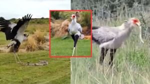 ਸੱਪਾਂ ਦਾ ਕਾਲ ਹੈ ਇਹ ਖੂਬਸੂਰਤ ਪੰਛੀ, ਪਲਕ ਝਪਕਦਿਆਂ ਹੀ ਲੈ ਲੈਂਦਾ ਹੈ ਜਾਨ; VIDEO ਸੱਪਾਂ ਦਾ ਕਾਲ ਹੈ ਇਹ ਖੂਬਸੂਰਤ ਪੰਛੀ, ਪਲਕ ਝਪਕਦਿਆਂ ਹੀ ਲੈ ਲੈਂਦਾ ਹੈ ਜਾਨ; VIDEO