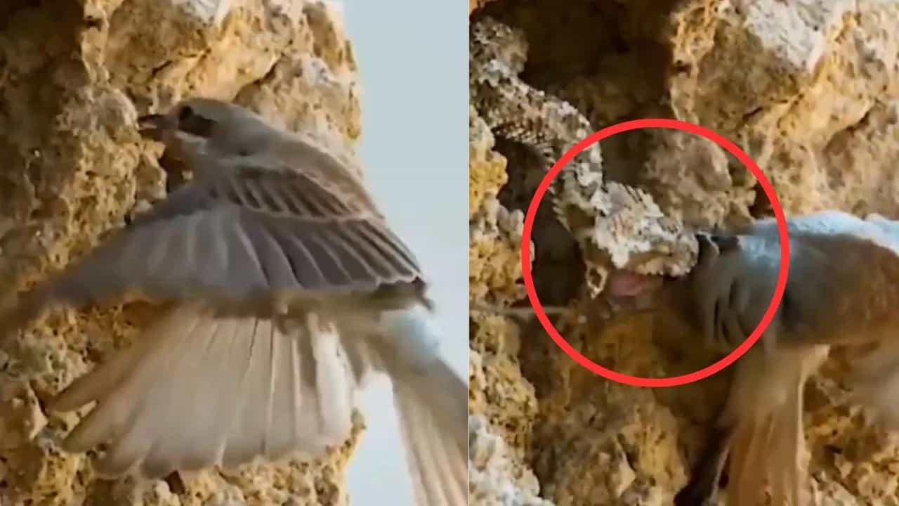 Shocking Video: ਸ਼ਿਕਾਰ ਦੇ ਚੱਕਰ ਚ ਸੱਪ ਦੇ ਪੰਜੇ ਵਿੱਚ ਫੱਸਿਆ ਸ਼ਿਕਾਰੀ ਪੰਛੀ, ਹੈਰਾਨ ਕਰ ਦੇਵੇਗਾ ਨਜਾਰਾ Shocking Video: ਸ਼ਿਕਾਰ ਦੇ ਚੱਕਰ ਚ ਸੱਪ ਦੇ ਪੰਜੇ ਵਿੱਚ ਫੱਸਿਆ ਸ਼ਿਕਾਰੀ ਪੰਛੀ, ਹੈਰਾਨ ਕਰ ਦੇਵੇਗਾ ਨਜਾਰਾ