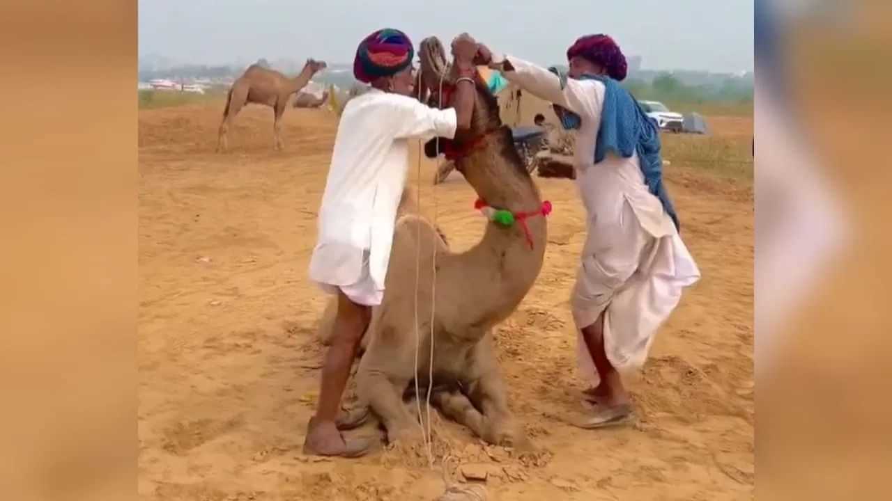 ਬਿਮਾਰ ਊਠ ਨੂੰ ਇਸ ਤਰ੍ਹਾਂ ਦਿੱਤੀ ਜਾਂਦੀ ਹੈ ਦਵਾਈ, ਕੀ ਤੁਸੀਂ ਕਦੇ ਦੇਖਿਆ? ਹੈਰਾਨ ਕਰ ਦੇਵੇਗਾ ਇਹ ਵੀਡਿਓ ਬਿਮਾਰ ਊਠ ਨੂੰ ਇਸ ਤਰ੍ਹਾਂ ਦਿੱਤੀ ਜਾਂਦੀ ਹੈ ਦਵਾਈ, ਕੀ ਤੁਸੀਂ ਕਦੇ ਦੇਖਿਆ? ਹੈਰਾਨ ਕਰ ਦੇਵੇਗਾ ਇਹ ਵੀਡਿਓ