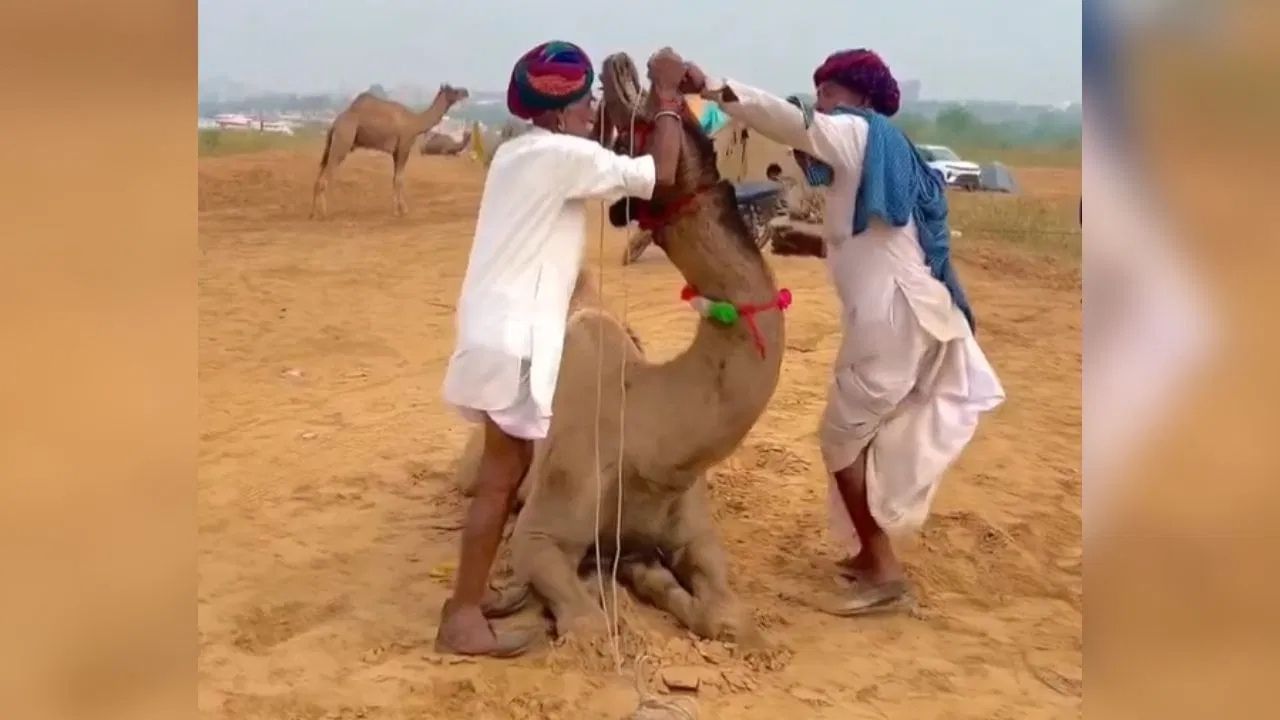 ਬਿਮਾਰ ਊਠ ਨੂੰ ਇਸ ਤਰ੍ਹਾਂ ਦਿੱਤੀ ਜਾਂਦੀ ਹੈ ਦਵਾਈ, ਕੀ ਤੁਸੀਂ ਕਦੇ ਦੇਖਿਆ? ਹੈਰਾਨ ਕਰ ਦੇਵੇਗਾ ਇਹ ਵੀਡਿਓ