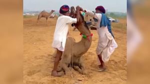 ਬਿਮਾਰ ਊਠ ਨੂੰ ਇਸ ਤਰ੍ਹਾਂ ਦਿੱਤੀ ਜਾਂਦੀ ਹੈ ਦਵਾਈ, ਕੀ ਤੁਸੀਂ ਕਦੇ ਦੇਖਿਆ? ਬਿਮਾਰ ਊਠ ਨੂੰ ਇਸ ਤਰ੍ਹਾਂ ਦਿੱਤੀ ਜਾਂਦੀ ਹੈ ਦਵਾਈ, ਕੀ ਤੁਸੀਂ ਕਦੇ ਦੇਖਿਆ?