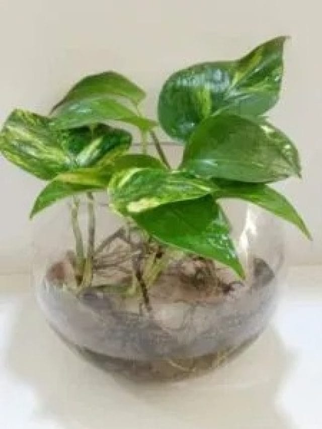 ਜੇਕਰ ਤੁਸੀਂ ਆਪਣੇ ਘਰ ਵਿਚ ਖੁਸ਼ਹਾਲੀ ਚਾਹੁੰਦੇ ਹੋ ਤਾਂ ਆਪਣੇ ਮਨੀ ਪਲਾਂਟ ਵਿਚ ਪਾਓ ਇਹ ਚੀਜ਼ਾਂ