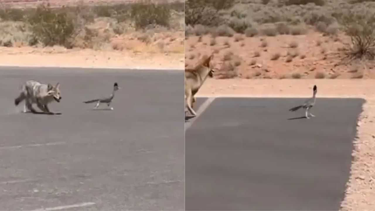 OMG: ਇਹ ਕਿਹੋ ਜਿਹਾ ਪੰਛੀ ਹੈ? ਰੋਡ ਤੇ ਲਗਾਈ ਅਜਿਹੀ ਦੌੜ, ਕੁੱਤਾ ਵੀ ਰਹਿ ਗਿਆ ਪਿੱਛੇ; ਦੇਖੋ ਵਾਇਰਲ VIDEO OMG: ਇਹ ਕਿਹੋ ਜਿਹਾ ਪੰਛੀ ਹੈ? ਰੋਡ ਤੇ ਲਗਾਈ ਅਜਿਹੀ ਦੌੜ, ਕੁੱਤਾ ਵੀ ਰਹਿ ਗਿਆ ਪਿੱਛੇ; ਦੇਖੋ ਵਾਇਰਲ VIDEO