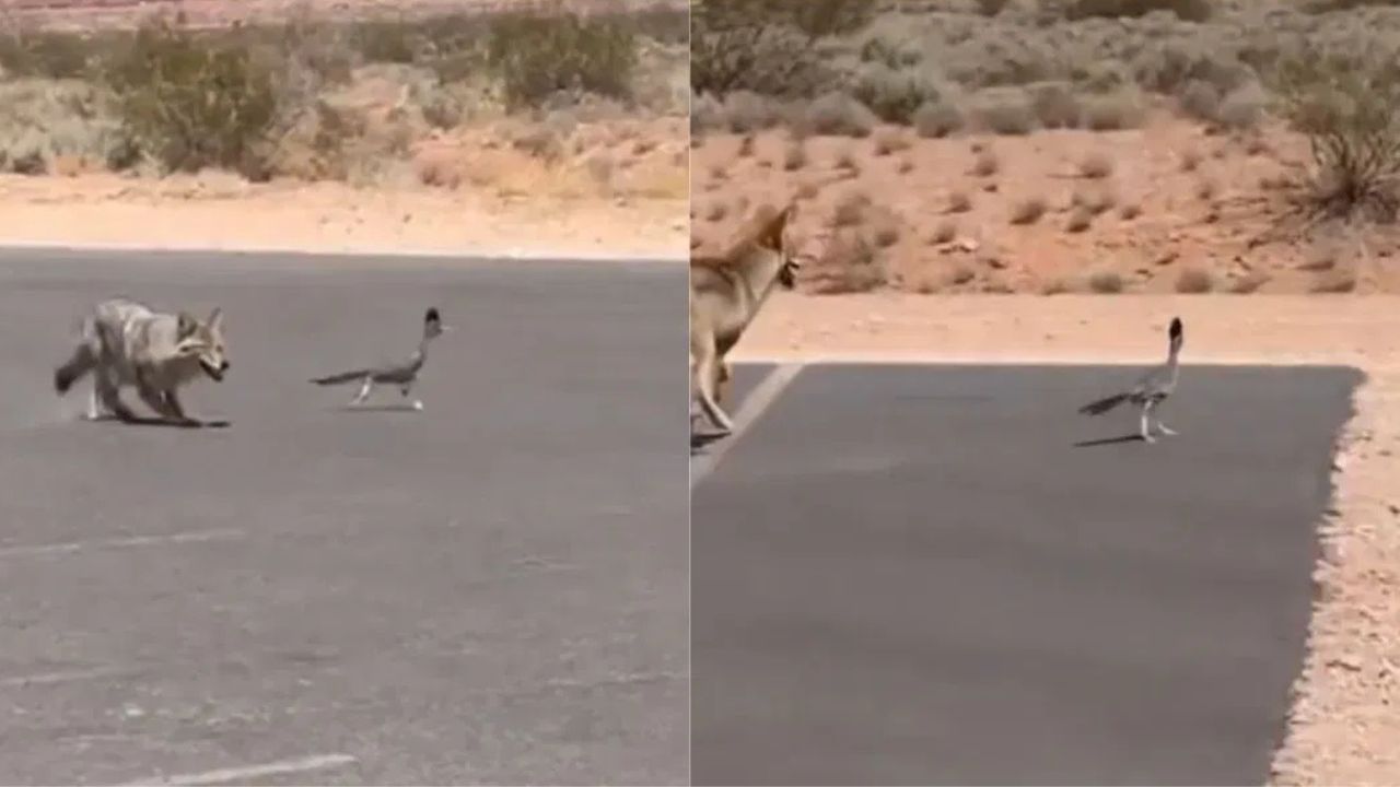 OMG: ਇਹ ਕਿਹੋ ਜਿਹਾ ਪੰਛੀ ਹੈ? ਰੋਡ 'ਤੇ ਲਗਾਈ ਅਜਿਹੀ ਦੌੜ, ਕੁੱਤਾ ਵੀ ਰਹਿ ਗਿਆ ਪਿੱਛੇ; ਦੇਖੋ ਵਾਇਰਲ VIDEO