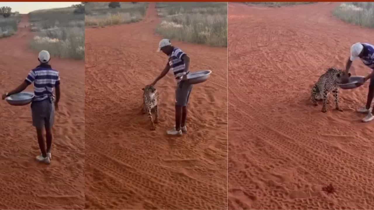 Viral Video: ਬੰਦੇ ਦੀ ਹਿੰਮਤ ਨੂੰ ਸਲਾਮ, ਤੇਂਦੂਏ ਨੂੰ ਪਾਲਤੂ ਕੁੱਤੇ ਵਾਂਗ ਖੁਆਇਆ ਖਾਣਾ