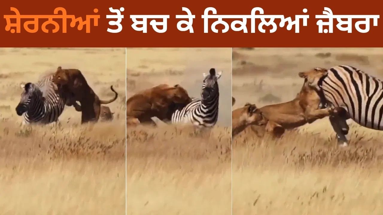 ਸ਼ੇਰਨੀਆਂ ਤੋਂ ਬਚ ਕੇ ਨਿਕਲਿਆਂ ਜ਼ੈਬਰਾ, ਹਿੰਮਤ ਦੇਖ ਕੇ ਲੋਕ ਰਹਿ ਗਏ ਦੰਗ
