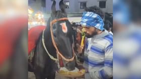 Video: ਘੋੜੇ ਨਾਲ ਇੱਕੋ ਹੀ ਪਲੇਟ ਵਿੱਚ ਖਾਂਦਾ ਦਿਖਿਆ ਬੰਦਾ, ਮਿਲੇ ਅਜਿਹੇ ਰਿਐਕਸ਼ਨਸ