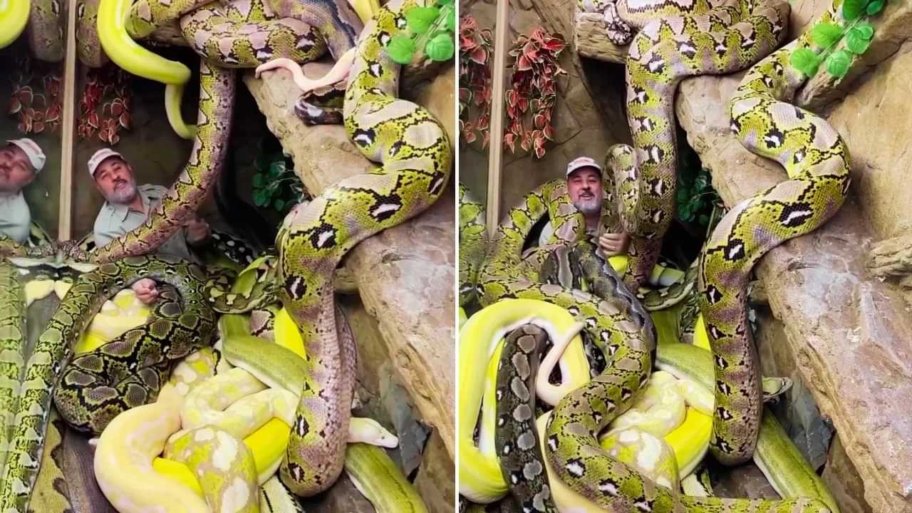 Viral Video: ਖ਼ਤਰਨਾਕ ਅਜਗਰਾਂ ਵਿਚਾਲੇ ਆਰਾਮ ਨਾਲ ਲੇਟ ਗਿਆ ਬੰਦਾ, ਵੀਡੀਓ ਦੇਖ ਕੇ ਸਹਿਮ ਗਏ ਲੋਕ Viral Video: ਖ਼ਤਰਨਾਕ ਅਜਗਰਾਂ ਵਿਚਾਲੇ ਆਰਾਮ ਨਾਲ ਲੇਟ ਗਿਆ ਬੰਦਾ, ਵੀਡੀਓ ਦੇਖ ਕੇ ਸਹਿਮ ਗਏ ਲੋਕ