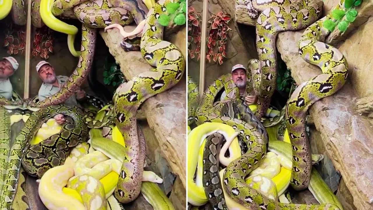 Viral Video: ਖ਼ਤਰਨਾਕ ਅਜਗਰਾਂ ਵਿਚਾਲੇ ਆਰਾਮ ਨਾਲ ਲੇਟ ਗਿਆ ਬੰਦਾ, ਵੀਡੀਓ ਦੇਖ ਕੇ ਸਹਿਮ ਗਏ ਲੋਕ Viral Video: ਖ਼ਤਰਨਾਕ ਅਜਗਰਾਂ ਵਿਚਾਲੇ ਆਰਾਮ ਨਾਲ ਲੇਟ ਗਿਆ ਬੰਦਾ, ਵੀਡੀਓ ਦੇਖ ਕੇ ਸਹਿਮ ਗਏ ਲੋਕ