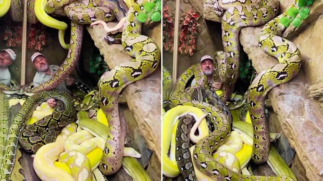 Viral Video: ਖ਼ਤਰਨਾਕ ਅਜਗਰਾਂ ਵਿਚਾਲੇ ਆਰਾਮ ਨਾਲ ਲੇਟ ਗਿਆ ਬੰਦਾ, ਵੀਡੀਓ ਦੇਖ ਕੇ ਸਹਿਮ ਗਏ ਲੋਕ