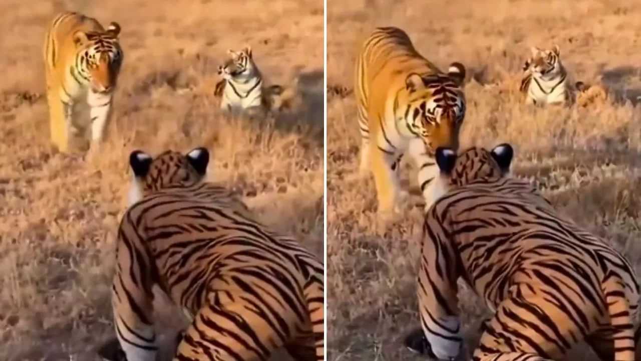 OMG! ਬੰਦੇ ਦੀ ਹਿੰਮਤ ਤਾਂ ਵੇਖੋ! ਬਾਘ ਦਾ ਕਾਸਟਿਊਮ ਪਾ ਕੇ ਪਹੁੰਚ ਗਿਆ ਟਾਈਗਰਸ ਵਿਚਾਲੇ, ਫੇਰ ਜੋ ਹੋਇਆ, ਵੇਖ ਕੇ ਕੰਬ ਜਾਵੇਗੀ ਰੂਹ OMG! ਬੰਦੇ ਦੀ ਹਿੰਮਤ ਤਾਂ ਵੇਖੋ! ਬਾਘ ਦਾ ਕਾਸਟਿਊਮ ਪਾ ਕੇ ਪਹੁੰਚ ਗਿਆ ਟਾਈਗਰਸ ਵਿਚਾਲੇ, ਫੇਰ ਜੋ ਹੋਇਆ, ਵੇਖ ਕੇ ਕੰਬ ਜਾਵੇਗੀ ਰੂਹ