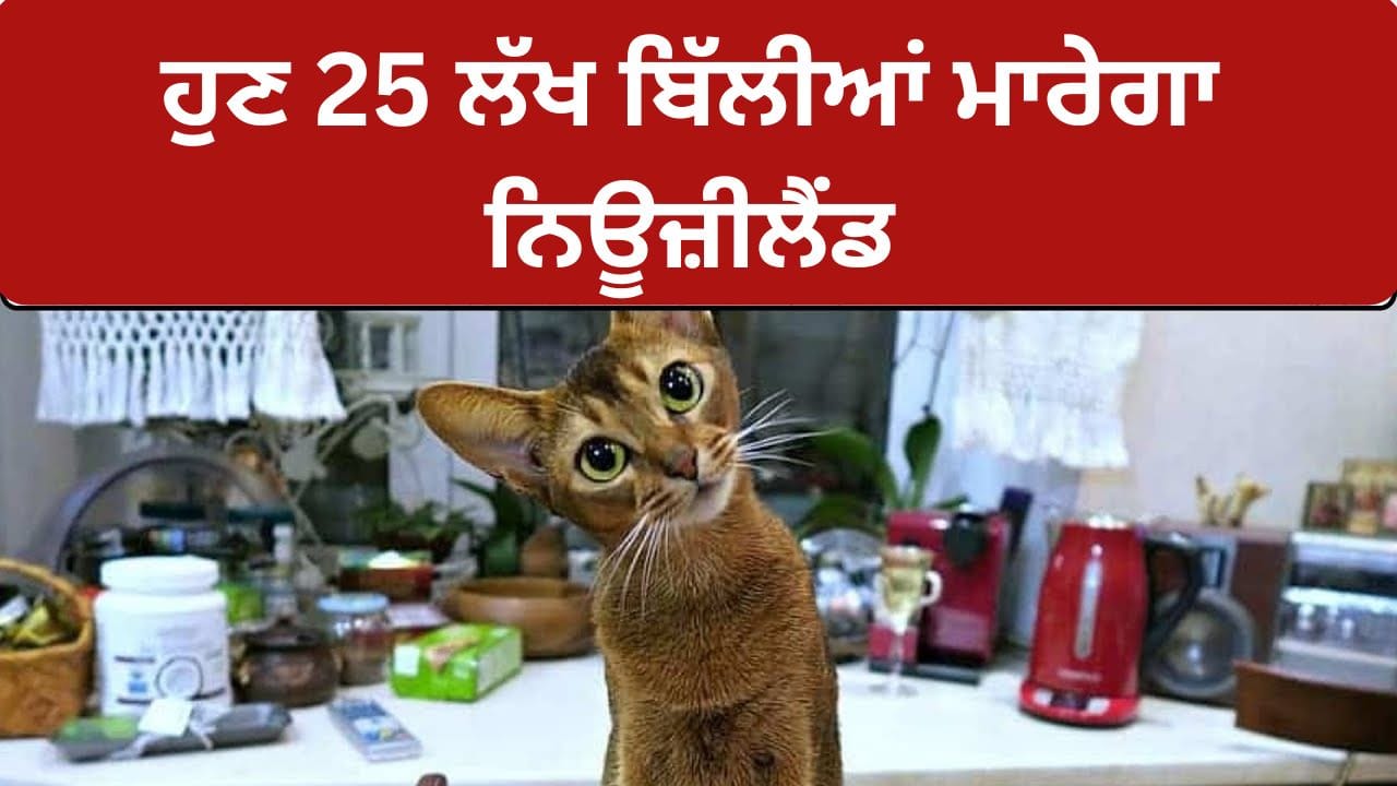 New Zealands Feral Cat Cull: ਨਿਊਜ਼ੀਲੈਂਡ ਨੇ ਜੰਗਲੀ ਬਿੱਲੀਆਂ ਬਾਰੇ ਵੱਡਾ ਫੈਸਲਾ, ਮਾਰੀਆਂ ਜਾਣਗੀਆਂ 2.5 ਮਿਲੀਅਨ ਬਿੱਲੀਆਂ