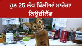 New Zealands Feral Cat Cull: ਨਿਊਜ਼ੀਲੈਂਡ ਨੇ ਜੰਗਲੀ ਬਿੱਲੀਆਂ ਬਾਰੇ ਵੱਡਾ ਫੈਸਲਾ, ਮਾਰੀਆਂ ਜਾਣਗੀਆਂ 2.5 ਮਿਲੀਅਨ ਬਿੱਲੀਆਂ