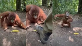 ਬੰਦੇ ਨੇ ਕੀਤੀ ਅਜਿਹੀ ਹਰਕਤ, ਬੱਚਿਆਂ ਵਾਂਗ ਉਦਾਸ ਹੋ ਗਿਆ ਓਰੰਗੁਟਾਨ