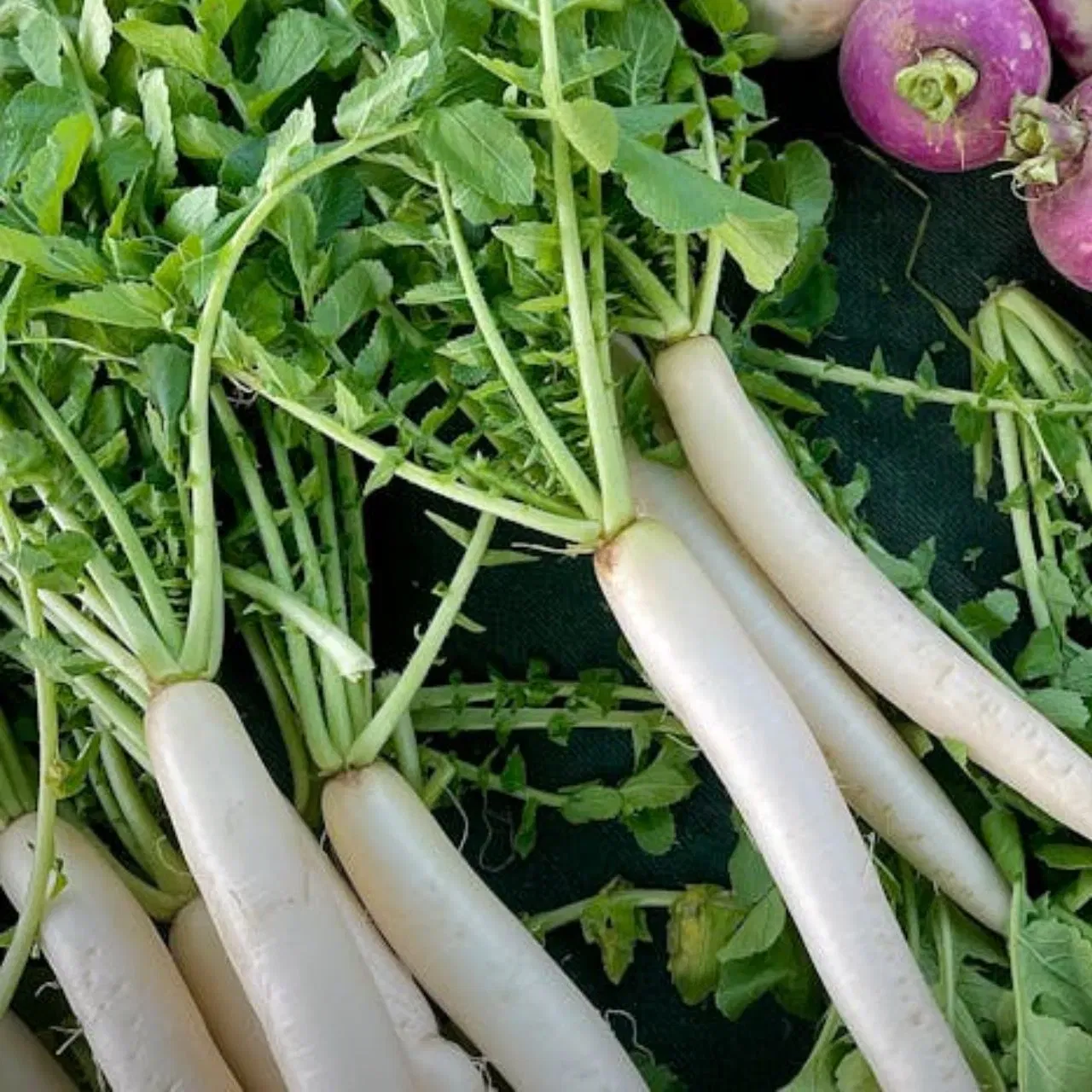 ਮੂਲੀ ਖਾਣ ਨਾਲ ਭਾਰ ਨੂੰ ਕੰਟਰੋਲ ਕਰਨ ਵਿੱਚ ਮਦਦ ਮਿਲਦੀ ਹੈ ਕਿਉਂਕਿ ਇਹ ਫਾਈਬਰ ਨਾਲ ਭਰਪੂਰ ਹੁੰਦੀਆਂ ਹਨ। ਜੇਕਰ ਲੰਬੇ ਸਮੇਂ ਤੱਕ ਇਸਦਾ ਸੇਵਨ ਕੀਤਾ ਜਾਵੇ, ਤਾਂ ਇਹ ਪੇਟ ਨੂੰ ਭਰਿਆ ਮਹਿਸੂਸ ਕਰਨ ਅਤੇ ਜ਼ਿਆਦਾ ਖਾਣ ਨੂੰ ਕੰਟਰੋਲ ਕਰਨ ਵਿੱਚ ਮਦਦ ਕਰ ਸਕਦੀ ਹੈ, ਜੋ ਭਾਰ ਨੂੰ ਕੰਟਰੋਲ ਕਰਨ ਵਿੱਚ ਮਦਦ ਕਰਦਾ ਹੈ।