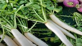 ਮੂਲੀ ਦੇ ਨਾਲ ਭੁੱਲ ਕੇ ਵੀ ਨਾ ਖਾਓ ਇਹ ਦੋ ਚੀਜ਼ਾਂ,  ਆਯੁਰਵੇਦ ਮਾਹਰ ਨੇ ਦੱਸਿਆ