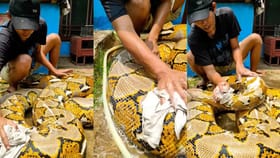 Shocking: ਅਜਗਰ ਨੂੰ ਰਗੜ-ਰਗੜ ਕੇ ਨਹਾਉਂਦਾ ਦਿਖਿਆ ਬੰਦਾ, Video ਦੇਖ ਕੇ ਉਡੇ ਹੋਸ਼