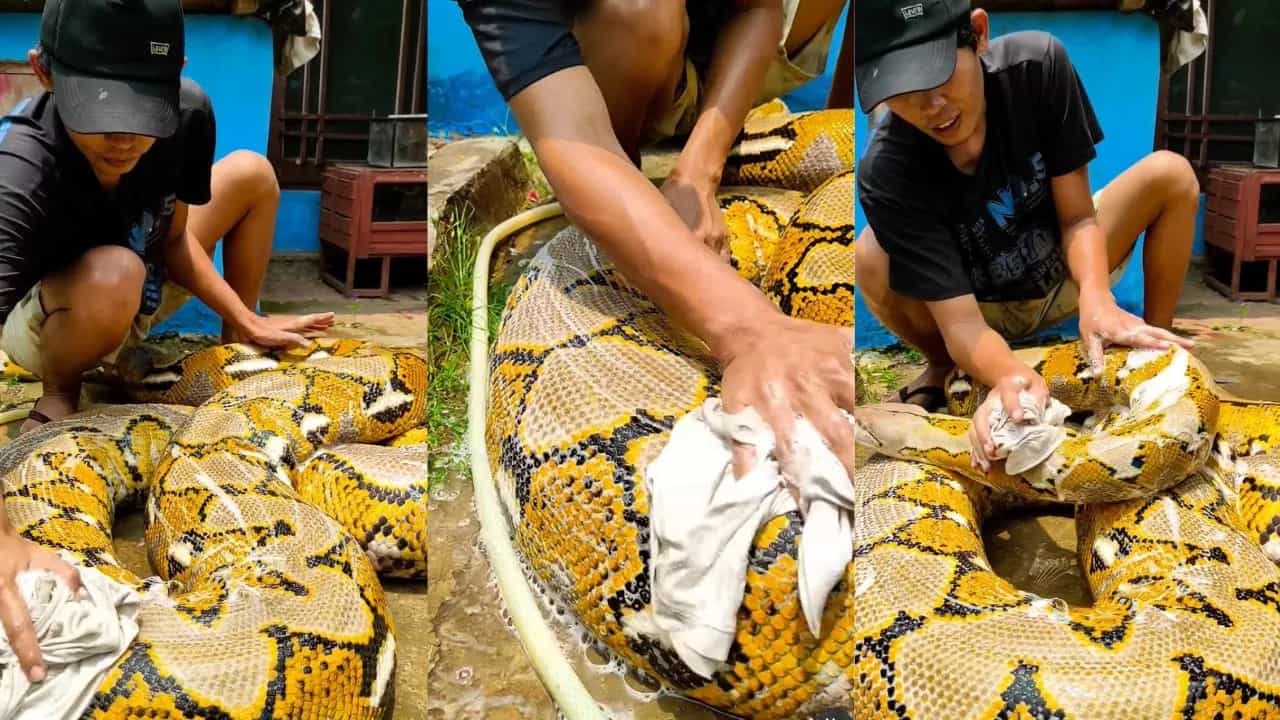 Shocking Video: ਅਜਗਰ ਨੂੰ ਰਗੜ-ਰਗੜ ਕੇ ਨਹਾਉਂਦਾ ਦਿਖਿਆ ਬੰਦਾ, ਵੀਡੀਓ ਦੇਖ ਕੇ ਉੱਡੇ ਲੋਕਾਂ ਦੇ ਹੋਸ਼ Shocking Video: ਅਜਗਰ ਨੂੰ ਰਗੜ-ਰਗੜ ਕੇ ਨਹਾਉਂਦਾ ਦਿਖਿਆ ਬੰਦਾ, ਵੀਡੀਓ ਦੇਖ ਕੇ ਉੱਡੇ ਲੋਕਾਂ ਦੇ ਹੋਸ਼