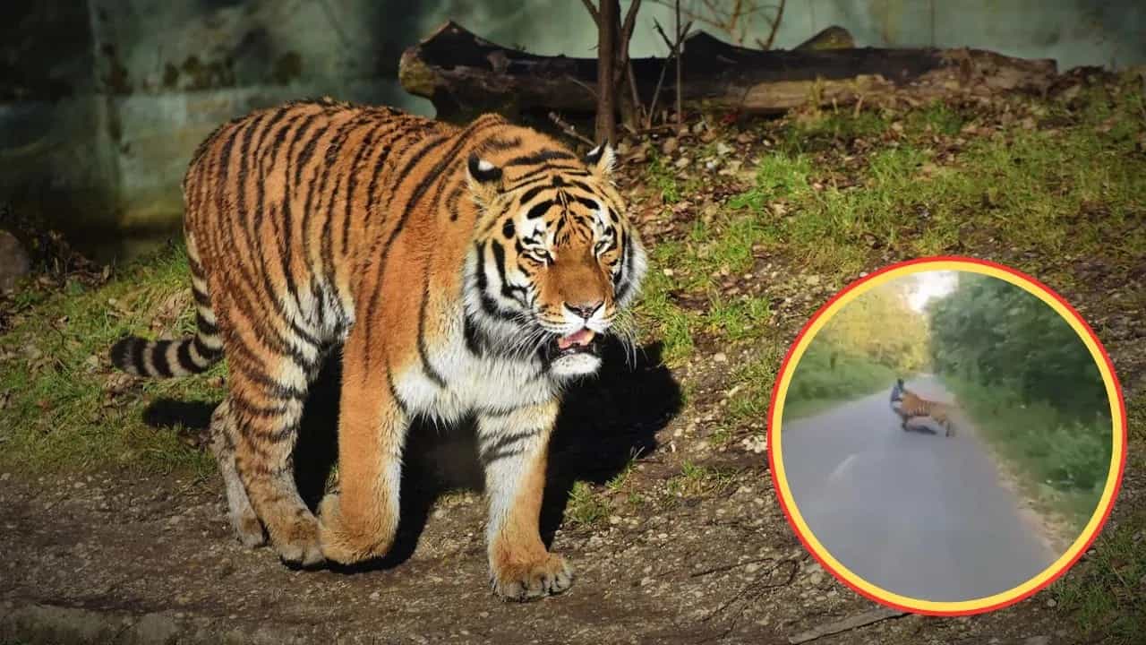 Shocking Video: ਬਾਘ ਨੇ ਸਾਈਕਲ ਸਵਾਰ ਤੇ ਕੀਤਾ ਹਮਲਾ, ਘਸੀਟ ਕੇ ਲੈ ਗਿਆ; ਦਿਲ ਦਹਿਲਾ ਦੇਵੇਗਾ ਵੀਡੀਓ Shocking Video: ਬਾਘ ਨੇ ਸਾਈਕਲ ਸਵਾਰ ਤੇ ਕੀਤਾ ਹਮਲਾ, ਘਸੀਟ ਕੇ ਲੈ ਗਿਆ; ਦਿਲ ਦਹਿਲਾ ਦੇਵੇਗਾ ਵੀਡੀਓ