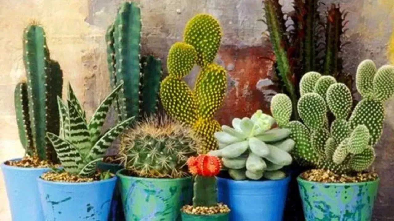 ਕੰਡੇਦਾਰ ਪੌਦੇ: ਕੰਡੇਦਾਰ ਪੌਦੇ ਸੁੰਦਰ ਲੱਗਦੇ ਹਨ, ਪਰ ਉਹ ਤਣਾਅ ਅਤੇ ਵਿੱਤੀ ਮੁਸ਼ਕਲਾਂ ਵਿੱਚ ਯੋਗਦਾਨ ਪਾ ਸਕਦੇ ਹਨ। ਆਪਣੇ ਘਰ ਵਿੱਚ ਮਨੀ ਪਲਾਂਟ, ਬਾਂਸ ਅਤੇ ਤੁਲਸੀ ਵਰਗੇ ਸ਼ੁਭ ਪੌਦੇ ਲਗਾਓ। ਇਹ ਨਾ ਸਿਰਫ਼ ਸੁੰਦਰ ਦਿਖਾਈ ਦਿੰਦੇ ਹਨ ਸਗੋਂ ਖੁਸ਼ੀ, ਖੁਸ਼ਹਾਲੀ, ਸ਼ਾਂਤੀ ਅਤੇ ਪਵਿੱਤਰਤਾ ਦੇ ਪ੍ਰਤੀਕ ਵੀ ਮੰਨੇ ਜਾਂਦੇ ਹਨ। ਕੰਡੇਦਾਰ ਪੌਦੇ ਕਦੇ ਵੀ ਘਰ ਵਿੱਚ ਨਹੀਂ ਲਗਾਉਣੇ ਚਾਹੀਦੇ।