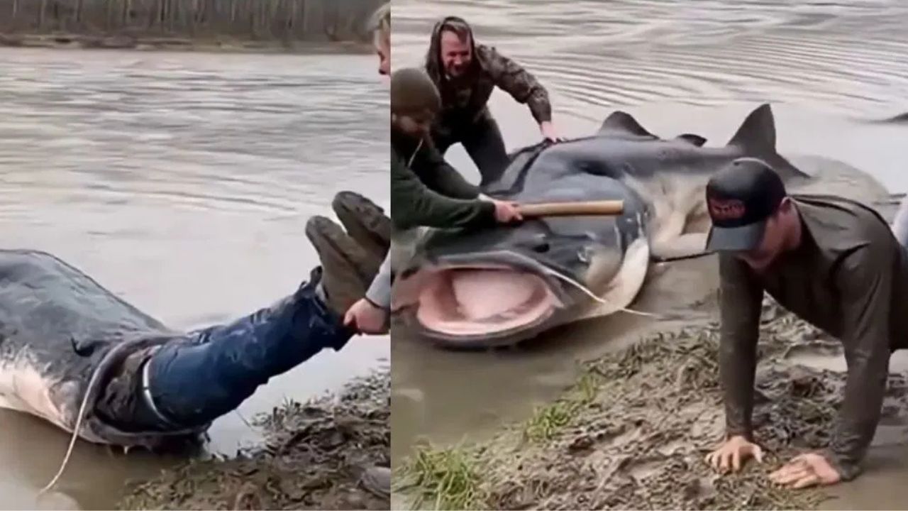 Viral Video: ਵਿਸ਼ਾਲ ਮੱਛੀ ਨੇ ਸ਼ਖਸ ਨੂੰ ਅੱਧਾ ਨਿਗਲਿਆ, ਫਿਰ ਜੋ ਹੋਇਆ... ਵੀਡੀਓ ਵੇਖ ਕੇ ਕੰਬ ਜਾਵੇਗੀ ਰੂਹ