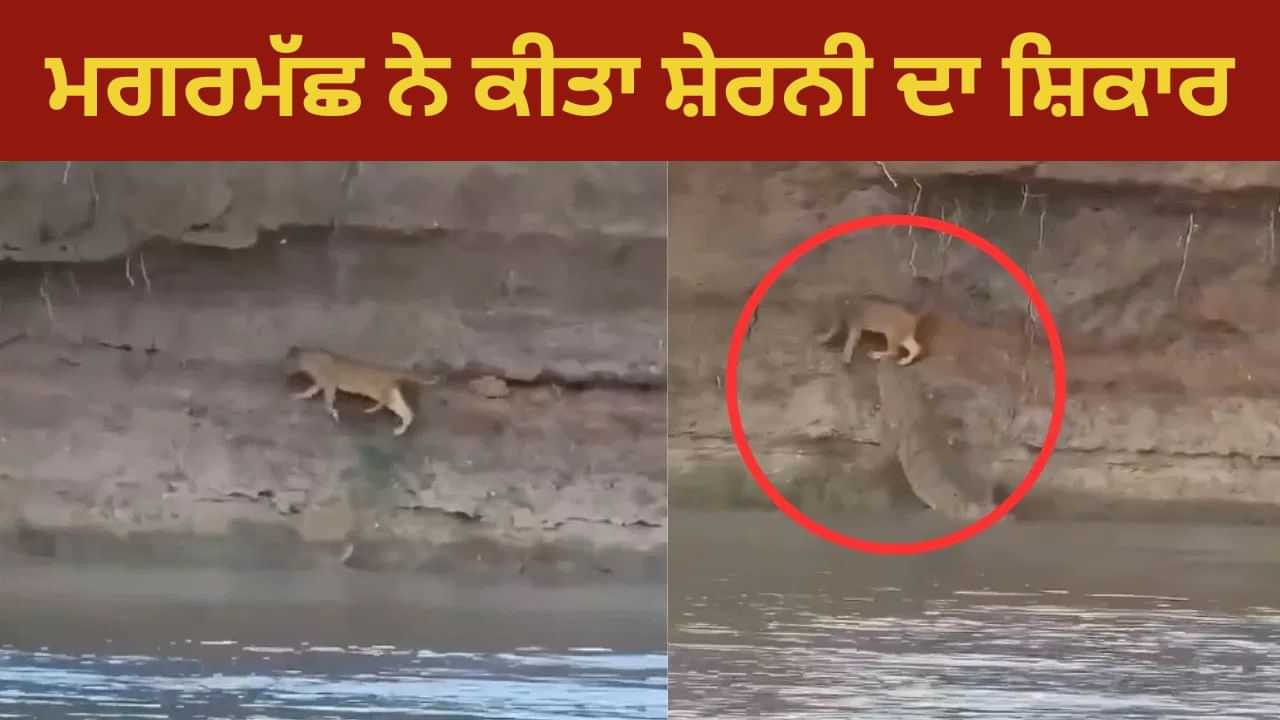 Viral Video: ਪਾਣੀ ਦੇ ਰਾਖਸ਼ ਨੇ ਕੀਤਾ ਜੰਗਲ ਦੀ ਰਾਣੀ ਦਾ ਸ਼ਿਕਾਰ, ਦੇਖਦੀਆਂ ਰਹਿ ਗਈਆਂ ਬਾਕੀ ਸ਼ੇਰਨੀਆਂ; ਦੇਖੋ ਵੀਡੀਓ Viral Video: ਪਾਣੀ ਦੇ ਰਾਖਸ਼ ਨੇ ਕੀਤਾ ਜੰਗਲ ਦੀ ਰਾਣੀ ਦਾ ਸ਼ਿਕਾਰ, ਦੇਖਦੀਆਂ ਰਹਿ ਗਈਆਂ ਬਾਕੀ ਸ਼ੇਰਨੀਆਂ; ਦੇਖੋ ਵੀਡੀਓ