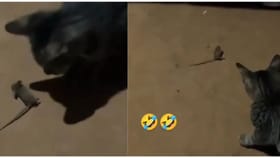 Video: ਬਿੱਲੀ ਨੂੰ ਦੇਖ ਕੇ ਚੂਹਾ ਕਰਨ ਲੱਗਾ ਓਵਰ-ਐਕਟਿੰਗ, ਮਜ਼ੇਦਾਰ ਹੈ ਇਹ ਵੀਡੀਓ