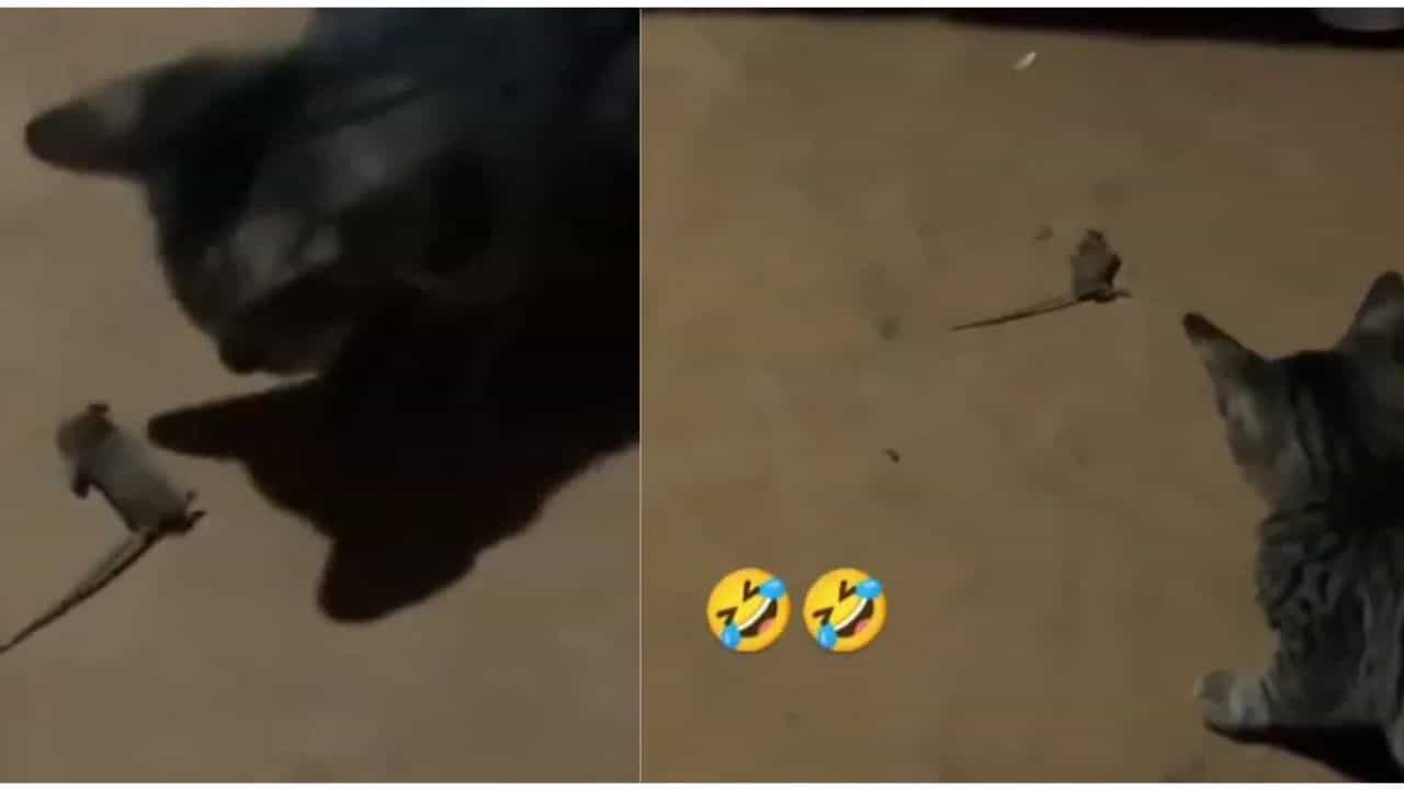 Viral Video: ਨਾਟਕਬਾਜ ਚੂਹਾ... ਬਿੱਲੀ ਨੂੰ ਦੇਖ ਕੇ ਕਰਨ ਲੱਗਾ ਓਵਰ-ਐਕਟਿੰਗ, ਮਜ਼ੇਦਾਰ ਹੈ ਇਹ ਵੀਡੀਓ