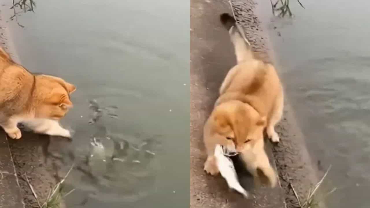Viral Video: ਬਿੱਲੀ ਨੇ ਮੱਛੀ ਫੜਨ ਲਈ ਲਗਾਈ ਗਜਬ ਦੀ ਟ੍ਰਿਕ, VIDEO ਦੇਖ ਕੇ ਹੈਰਾਨ ਲੋਕ Viral Video: ਬਿੱਲੀ ਨੇ ਮੱਛੀ ਫੜਨ ਲਈ ਲਗਾਈ ਗਜਬ ਦੀ ਟ੍ਰਿਕ, VIDEO ਦੇਖ ਕੇ ਹੈਰਾਨ ਲੋਕ