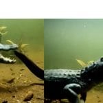 Amazing Video: ਇਲੈਕਟ੍ਰਿਕ ਈਲ ਦਾ ਸ਼ਿਕਾਰ ਕਰਨਾ ਚਾਹੁੰਦਾ ਸੀ ਮਗਰਮੱਛ, ਪਰ ਛੂਹਦਿਆਂ ਹੀ ਲੱਗਿਆ ਜੋਰ ਦਾ ਝਟਕਾ, ਹੈਰਾਨ ਕਰ ਦੇਵੇਗਾ ਵੀਡੀਓ