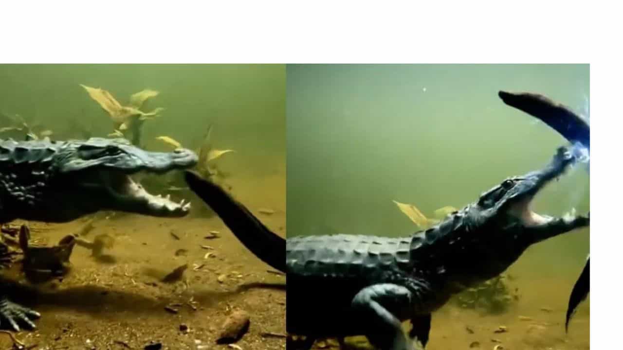 Amazing Video: ਇਲੈਕਟ੍ਰਿਕ ਈਲ ਦਾ ਸ਼ਿਕਾਰ ਕਰਨਾ ਚਾਹੁੰਦਾ ਸੀ ਮਗਰਮੱਛ, ਪਰ ਛੂਹਦਿਆਂ ਹੀ ਲੱਗਿਆ ਜੋਰ ਦਾ ਝਟਕਾ, ਹੈਰਾਨ ਕਰ ਦੇਵੇਗਾ ਵੀਡੀਓ Amazing Video: ਇਲੈਕਟ੍ਰਿਕ ਈਲ ਦਾ ਸ਼ਿਕਾਰ ਕਰਨਾ ਚਾਹੁੰਦਾ ਸੀ ਮਗਰਮੱਛ, ਪਰ ਛੂਹਦਿਆਂ ਹੀ ਲੱਗਿਆ ਜੋਰ ਦਾ ਝਟਕਾ, ਹੈਰਾਨ ਕਰ ਦੇਵੇਗਾ ਵੀਡੀਓ