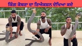 ਬੰਦੇ ਨੇ ਕਿੰਗ ਕੋਬਰਾ ਨੂੰ ਇੰਝ ਸਹਲਾਇਆ, ਸੱਪ ਦੀ ਪ੍ਰਤੀਕਿਰਿਆ ਦੇਖ ਕੇ ਲੋਕ ਹੈਰਾਨ