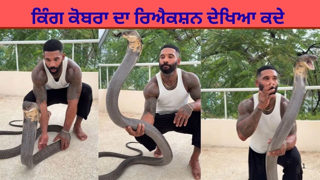 ਬੰਦੇ ਨੇ ਕਿੰਗ ਕੋਬਰਾ ਨੂੰ ਇੰਝ ਸਹਲਾਇਆ, ਸੱਪ ਦੀ ਪ੍ਰਤੀਕਿਰਿਆ ਦੇਖ ਕੇ ਹੈਰਾਨ ਰਹਿ ਗਏ ਲੋਕ