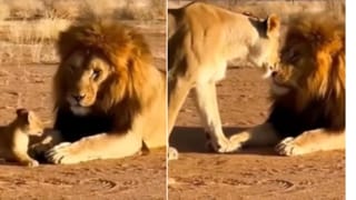 Funny Video: ਹਰਕਤਾਂ ਤੋਂ ਪਰੇਸ਼ਾਨ ਸ਼ੇਰ ਨੇ ਬੱਚੇ ਨੂੰ ਮਾਰਿਆ ਥੱਪੜ ਤਾਂ ਭੜਕੀ ਸ਼ੇਰਨੀ ਨੇ ਇੰਝ ਸਿਖਾਇਆ ਸਬਕ, ਲੋਕਾਂ ਨੇ ਦਿੱਤੇ ਮਜੇਦਾਰ ਕੁਮੈਂਟਸ